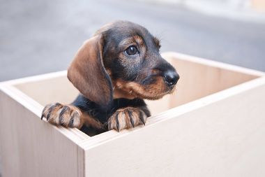 ¿Tienes perro? atención a las garrapatas